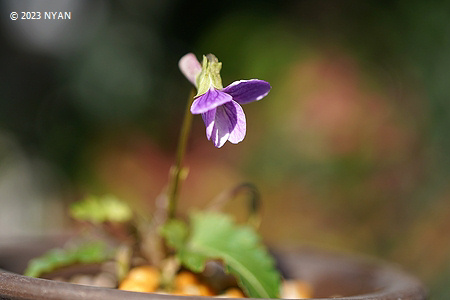 Viola chaerophylloides var. sieboldiana x V. inconspicua subsp. nagasakiensis