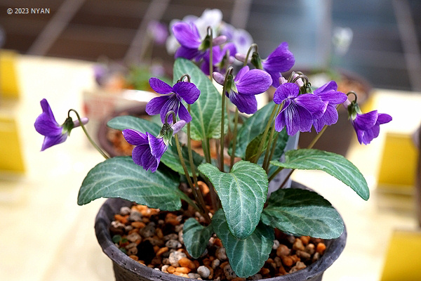 Viola mandshurica x V. variegata