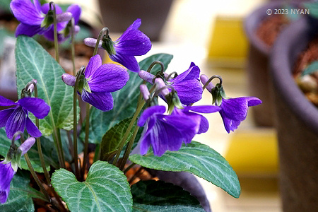 Viola mandshurica x V. variegata