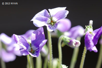 Viola x 'Lavender Fairy' (Viola phalacrocarpa x iwagawae) 