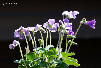 Viola x 'Lavender Fairy' (Viola phalacrocarpa x iwagawae) 