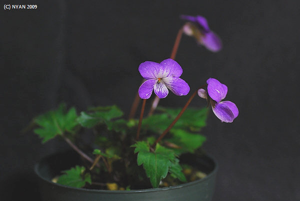 Viola x 'Lein Rosa - Giant Pink -' (Viola x 'Lein Rosa'(Tetra-ploid) x chaerophylloides)