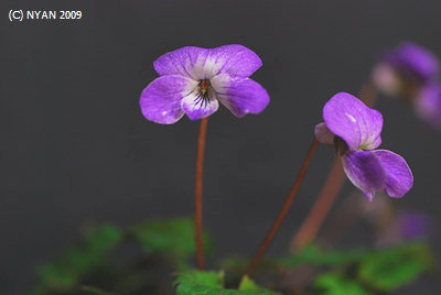 Viola x 'Lein Rosa - Giant Pink -' (Viola x 'Lein Rosa'(Tetra-ploid) x chaerophylloides)