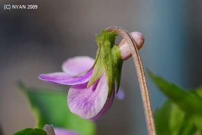 Viola x 'Kikubanojisumire Haruranman' (Viola chaerophylloides f. sieboldiana x yedoensis) 