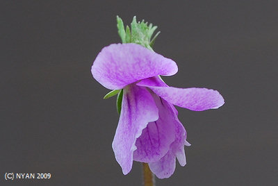 Viola x 'Kikubanojisumire Haruranman' (Viola chaerophylloides f. sieboldiana x yedoensis) 