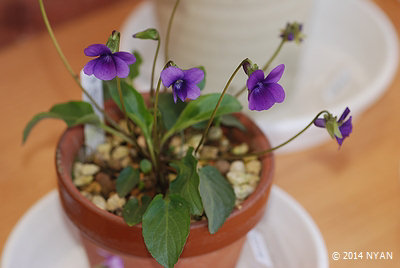Viola x 'Sawarabi' (Viola mandshurica x odorata) 