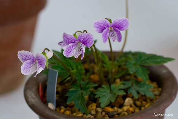 Viola x 'Sweet Fairy' (Viola chaerophylloides x tashiroi var. tairae) 