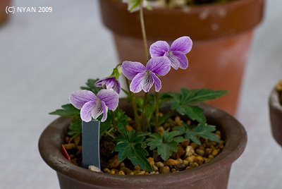Viola x 'Sweet Fairy' (Viola chaerophylloides x tashiroi var. tairae) 