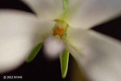 Viola x 'Yaeyama-yakushima' (Viola tashiroi x iwagawae)