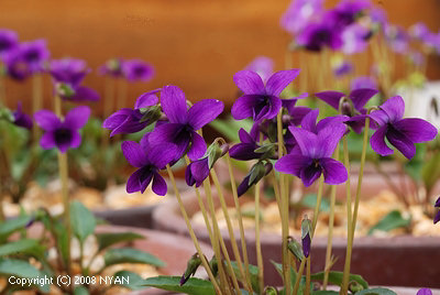 Viola x 'Yakumo' (Viola mandshurica x verecunda) 