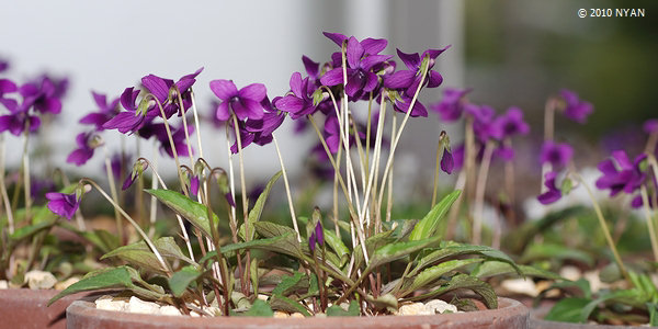 Viola x 'Yakumo' (Viola mandshurica x verecunda) 