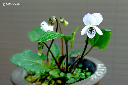 Viola iwagawae x V. betonicifolia var. oblongo-sagittata