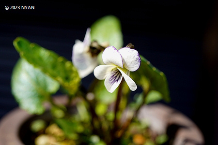 Viola iwagawae x V. betonicifolia var. oblongo-sagittata
