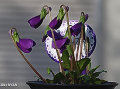 Viola x 'Yoshino'