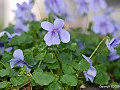 Viola banksii 'baby blue'