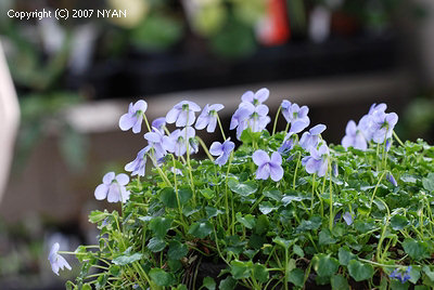 Viola banksii 'Baby Blue'
