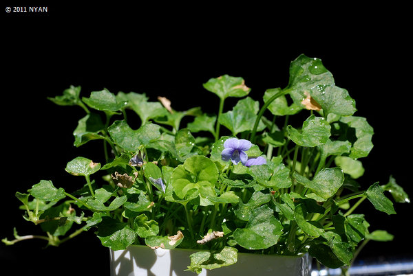 Viola banksii 'Baby Blue'