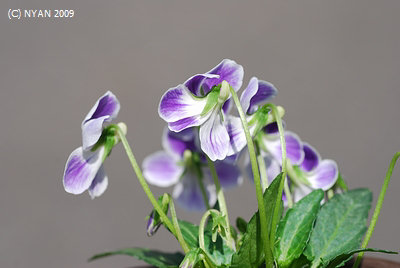 Viola x 'Ikuyo-no-yume'()