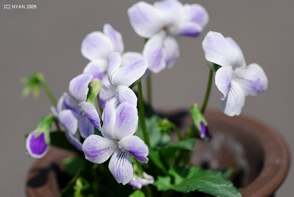 Viola x 'Ikuyo-no-yume'(Flower purple blots in white ground. Uncertain kind with rough saw blade in leaf.)