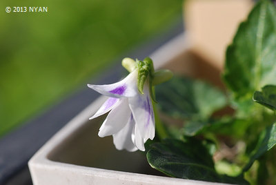 Viola x 'Ikuyo-no-yume'(Flower purple blots in white ground. Uncertain kind with rough saw blade in leaf.)