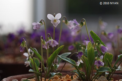 Viola betonicifolia var. albescens x inconspicua ssp. nagasakiensis