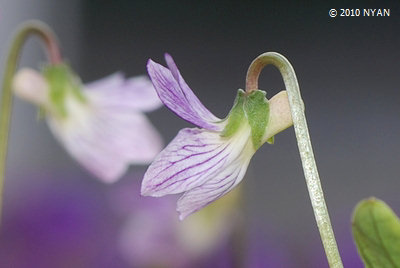 Viola betonicifolia var. albescens x inconspicua ssp. nagasakiensis