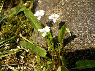 Viola betonicifolia var. albescens