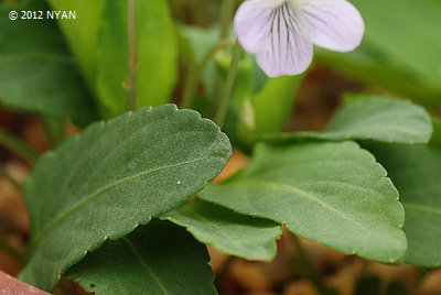 Viola betonicifolia var. albescens x diffusa var. glabella