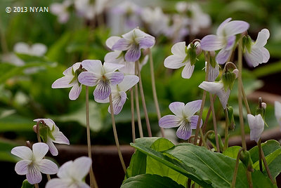 Viola betonicifolia var. albescens x diffusa var. glabella