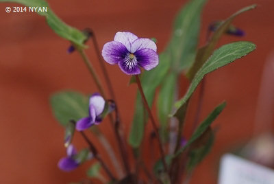 Viola hirtipes x mandshurica