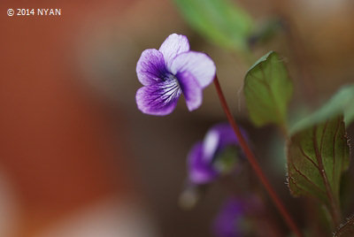 Viola hirtipes x mandshurica