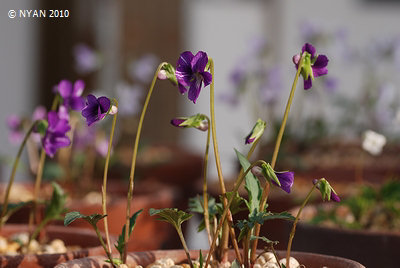 Viola x tokyoensis