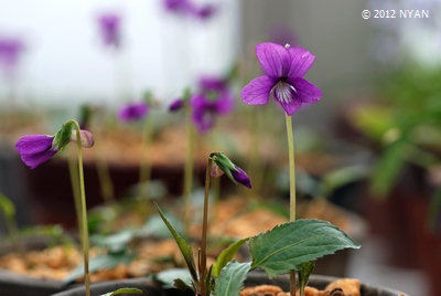 Viola x tokyoensis