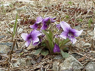 > Viola yedoensis
