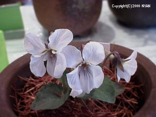 Viola yedoensis x variegata var. nipponica