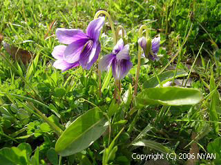 Viola mandshurica x betonicifolia var. albescens
