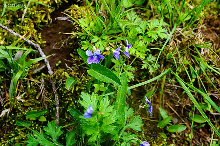 Viola mandshurica x betonicifolia var. albescens