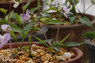 Viola mandshurica var. triangularis x betonicifolia var. albescens (thick leaves)