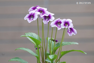 Viola mandshurica x betonicifolia var. albescens (red flower)