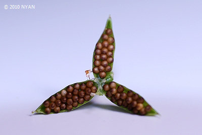 Viola mandshurica var. triangularis x betonicifolia var. albescens (red flower)