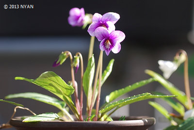 Viola mandshurica x betonicifolia var. albescens (red flower)