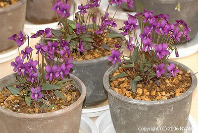 Viola x hiyamae (red flower)