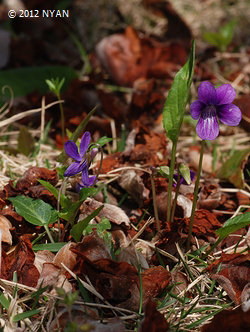 Viola inconspicua ssp. nagasakiensis & mandshurica