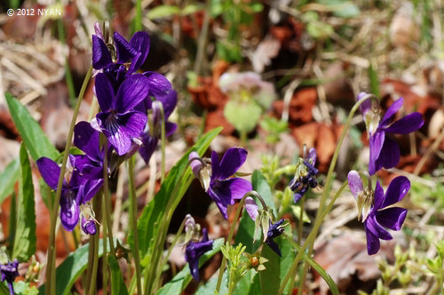 Viola x hiyamae
