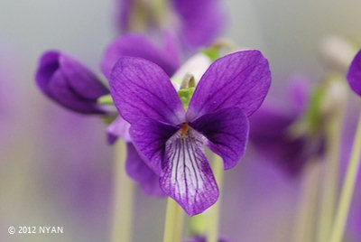 Viola x hiyamae