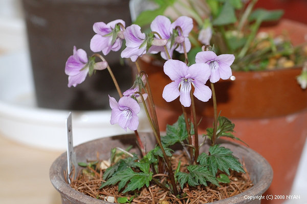 Viola x ibukiana