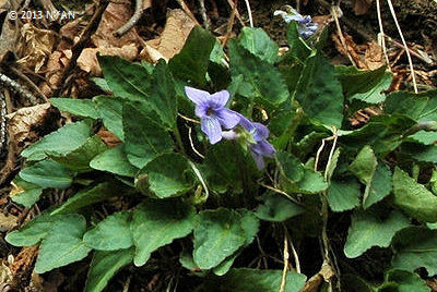 Viola x kuranarii