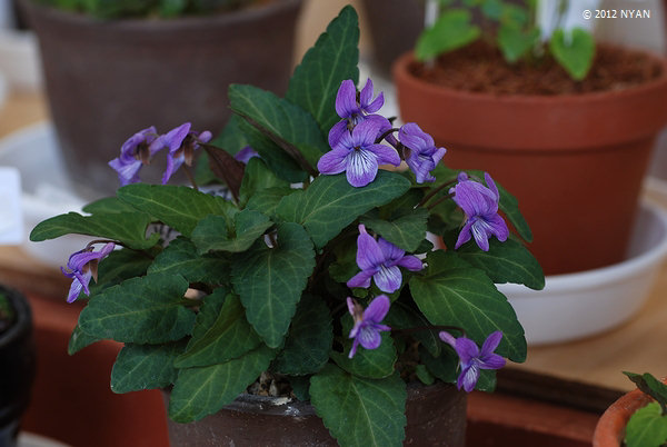 Viola x kuranarii