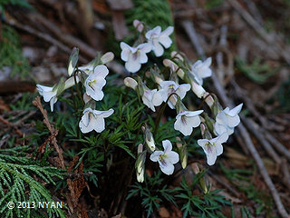 Viola chaerophylloides var. sieboldiana