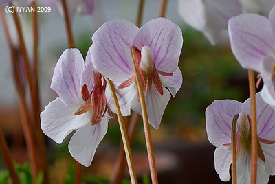 Viola chaerophylloides var. sieboldiana x eizanensis